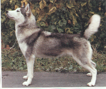 Illustration tire du livre Le Husky Sibrien des Editions De Vecchi
