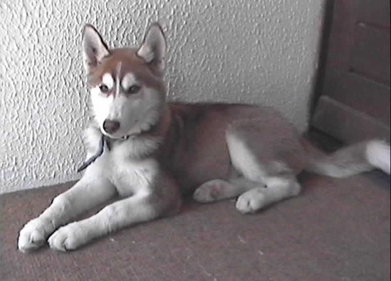Rousky, Chiot Husky, star du mois de juillet 2000 sur Toutouville.com
